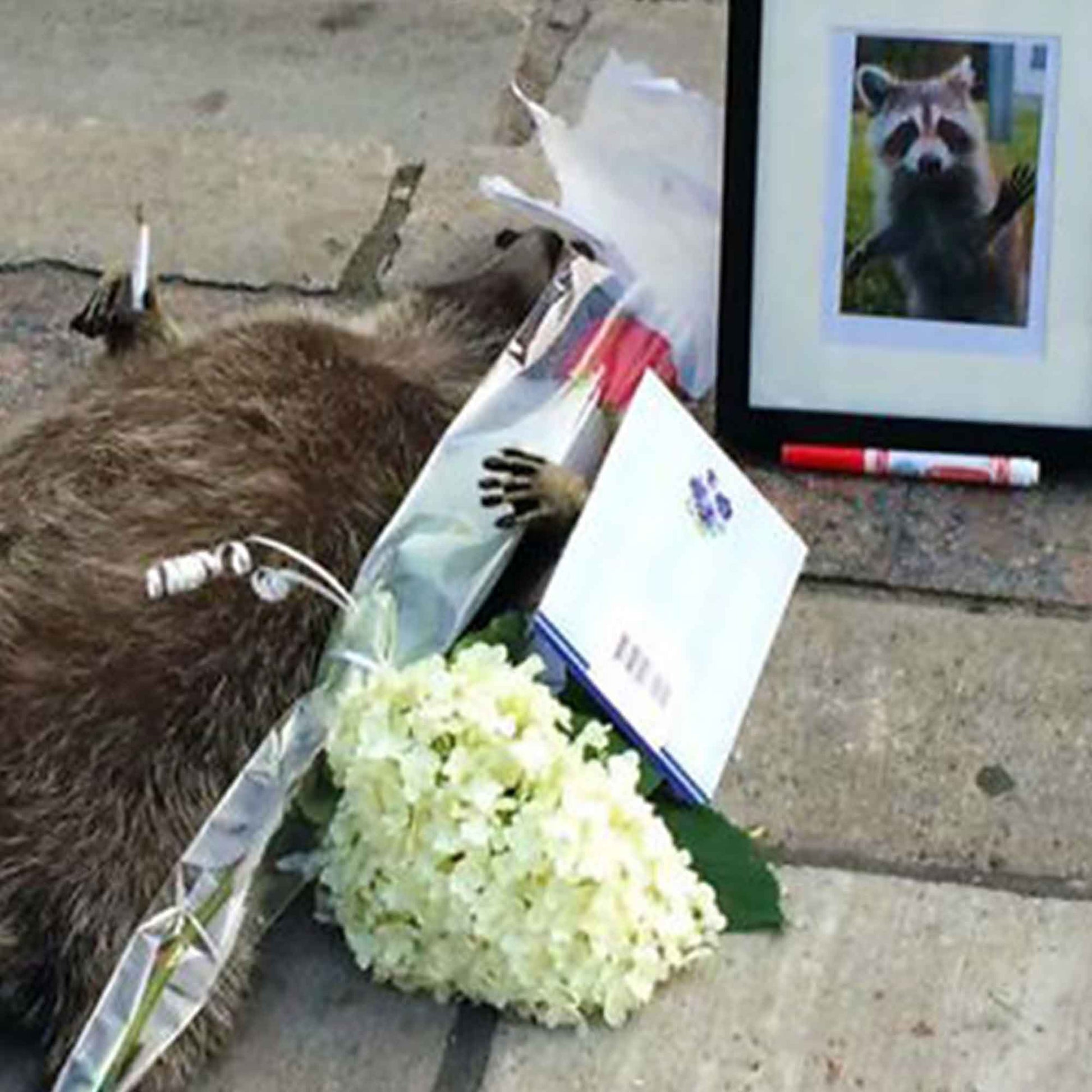 A photo of the raccoon roadkill that went viral in Toronto. The body of the raccoon is laying lifeless with memorial items around it, a rose, flowers, card, and a framed photo of a raccoon.