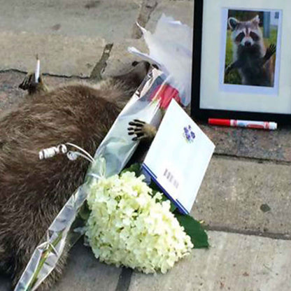 Dead Raccoon Toronto Memorial Soft Enamel Pin